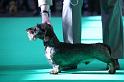 Crufts_dachshunds 184